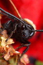 Male Giant / Mammoth wasp (Megascolia flavifrons) close-up of face showing long antennae and small jaws, Stenje region, Galicica National Park, Macedonia, June 2009