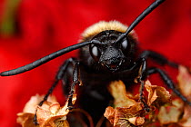 Male Giant / Mammoth wasp (Megascolia flavifrons) close-up of face showing long antennae and small jaws, Stenje region, Galicica National Park, Macedonia, June 2009