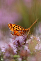 Queen of spain fritillary butterfly (Issoria lathonia) feeding on flower, Galicica National Park, Macedonia, June 2009