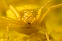 Crab spider (Thomisus onustus) yellow form, portrait, on yellow Yarrow (Achillea filipendulina) Stenje region, Galicica National Park, Macedonia, June 2009. WWE INDOOR EXHIBITION Wild Wonders kids boo...