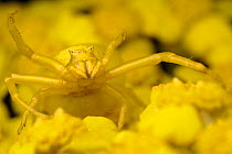 Crab spider (Thomisus onustus) yellow form on yellow Yarrow (Achillea filipendulina) showing asymmetry in front leg length, Stenje region, Galicica National Park, Macedonia, June 2009