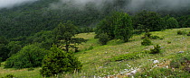 Forest edge and upland pasture just below the cloud line above Stenje village region of Lake Macro Prespa, Galicica National Park, Macedonia, June 2009