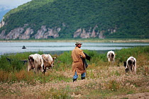 Cattle herdsman guides his herd along the lush lakeside vegetation of Lake Macro Prespa, Stenje region, Galicica National Park, Macedonia, June 2009