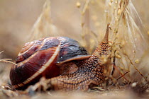 Turkish / Balkan edible snail (Helix lucorum) Stenje region, Galicica National Park, Macedonia, June 2009