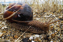 Turkish / Balkan edible snail (Helix lucorum) portrait, Stenje region, Lake Macro Prespa, Galicica National Park, Macedonia, June 2009