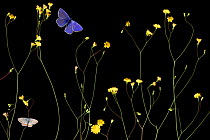 Nipplewort (Lapsana communis) in flower with Eschers blue butterfly (Polyommatus escheri) and Silver-studded blue (Plebejus argus) Stenje region, Galicica National Park, Macedonia, June 2009, dead insects and plants placed directly on scanner