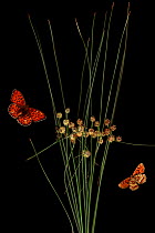 Round headed club rush (Scirpus holoschoenus) with Heath fritillary butterfly (Melitaea athalia) and Niobe fritillary butterfly (Argynnis niobe var eris) Stenje region, Galicica National Park, Macedon...