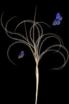 European feather grass (Stipa pennata) with Eschers blue butterfly (Polyommatus escheri) and Silver studded blue butterfly (Plebejus argus) Stenje region, Galicica National Park, Macedonia, June 2009,...