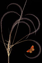 European feather grass (Stipa pennata) with Heath fritillary butterfly (Melitaea athalia) Stenje region, Galicica National Park, Macedonia, June 2009, dead insects and plants placed directly on scanne...