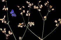 Bladder campion (Silene vulgaris) with seed heads, and an Eschers blue butterfly (Polyommatus escheri) Stenje region, Galicica National Park, Macedonia, June 2009, dead insects and plants placed direc...