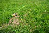 Spotted souslik (Spermophilus suslicus) hole, Werbkowice, Zamosc, Poland, May 2009