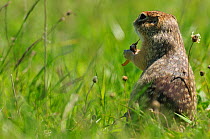 Spotted souslik (Spermophilus suslicus) feeding, Werbkowice, Zamosc, Poland, May 2009