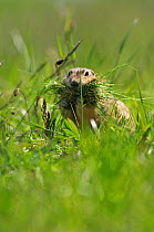 Spotted souslik (Spermophilus suslicus) carrying grass, Werbkowice, Zamosc, Poland, May 2009