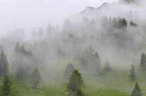 European larch trees (Larix decidua) in mist, Liechtenstein, June 2009