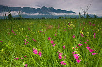 Gladiolus (Gladiolus sp) plants flowering, Liechtenstein, June 2009