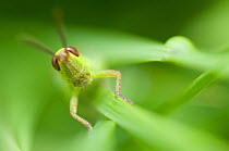 Meadow grasshopper (Chorthippus parallelus) on plant , Liechtenstein, June 2009