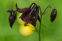 Dark columbine (Aquilegia atrata) flower, Liechtenstein, June 2009