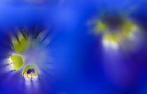 Stemless gentian (Gentiana clusii) flowers, an ant in one of them, Liechtenstein, June 2009. Highly Commended in the Creative Visions of Nature category, Wildlife Photographer of the Year 2010.
