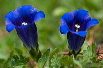 Two Stemless gentian (Gentiana clusii) flowers, Liechtenstein, June 2009