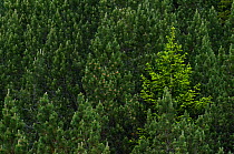 European larch trees (Larix decidua) Liechtenstein, June 2009