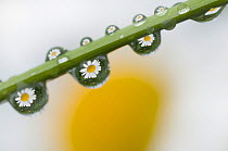 Mountain daisy (Leucanthemum adustum) seen multiple times in water droplets on a blade of grass, Liechtenstein, June 2009