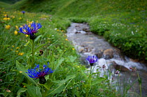 Mountain cornflower (Centaurea montana) in flower by a mountain stream, Liechtenstein, June 2009