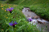 Mountain cornflower (Centaurea montana) flowering by a mountain stream, Liechtenstein, June 2009