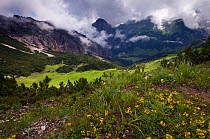 Clouds surrounding mountains with Horseshoe vetch (Hippocrepis comosa) flowering in the foreground, Liechtenstein, June 2009