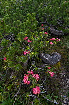 Swiss mountain pine (Pinus mugo) with flowering Alpenrose (Rhododendron ferrugineum) Liechtenstein, June 2009
