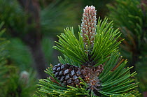 Close-up of Swiss mountain pine (Pinus mugo) with cones, Liechtenstein, June 2009