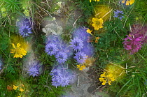 Flowering Globe daisies (Globularia cordifolia) and Horseshoe vetch (Hippocrepis comosa) double exposure, Liechtenstein, June 2009