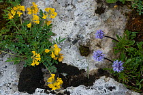 Flowering Horseshoe vetch (Hippocrepis comosa) and Globe daisies (Globularia cordifolia) Liechtenstein, June 2009