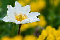Narcissus-flowered anemone (Anemone narcissiflora) in flower, Liechtenstein, June 2009