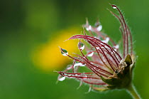 Pasque flower (Pulsatilla sp) seedhead with water droplets on it, Liechtenstein, June 2009