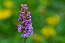 Fragrant orchid (Gymnadenia conopsea) in flower, Liechtenstein, June 2009