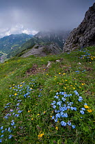 Alpine forget-me-not (Myosotis asiatica) flowers, Liechtenstein, June 2009