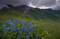 Alpine forget-me-not (Myosotis asiatica) flowers in a meadow, stormy sky, Liechtenstein, June 2009