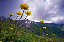 RF- Globeflower (Trollius europaeus) flowers on hillside in Liechtenstein. June 2009. (This image may be licensed either as rights managed or royalty free.)