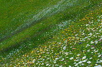 Wild flower meadow, Liechtenstein, June 2009