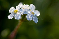 Rock jamine (Androsace chamaejasme) flowers covered in water droplets, Liechtenstein, June 2009