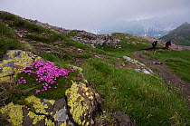 Moss campion (Silene acaulis) in flower on a rock, in alpine landscape with two hikers in distance, Liechtenstein, June 2009