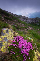 Moss campion (Silene acaulis) growing on rock in alpine landscape, Liechtenstein, June 2009