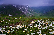 Mountain avens (Dryas octopetala) in flower, Liechtenstein, June 2009