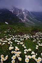 Mountain avens (Dryas octopetala) in flower, Liechtenstein, June 2009