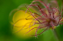 Pasque flower (Pulsatilla sp) seedhead, Liechtenstein, June 2009