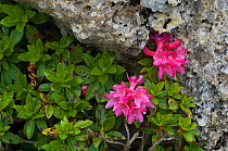 Alpenrose (Rhododendron ferrugineum) in flower, Liechtenstein, June 2009