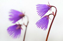 RF- Two Alpine snowbell (Soldanella alpina) flowers, Liechtenstein. June. (This image may be licensed either as rights managed or royalty free.)