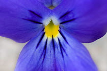 Spured violet (Viola calcarata) close-up of flower, Liechtenstein, June 2009