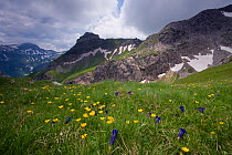 Globeflowers and Gentians growing in alpine landscape viewed from Augstenberg, Liechtenstein, June 2009