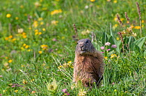Alpine marmot (Marmota marmota) alert amongst flowers, Liechtenstein, June 2009